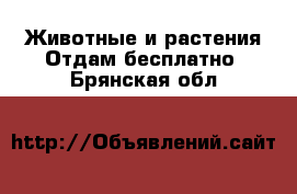 Животные и растения Отдам бесплатно. Брянская обл.